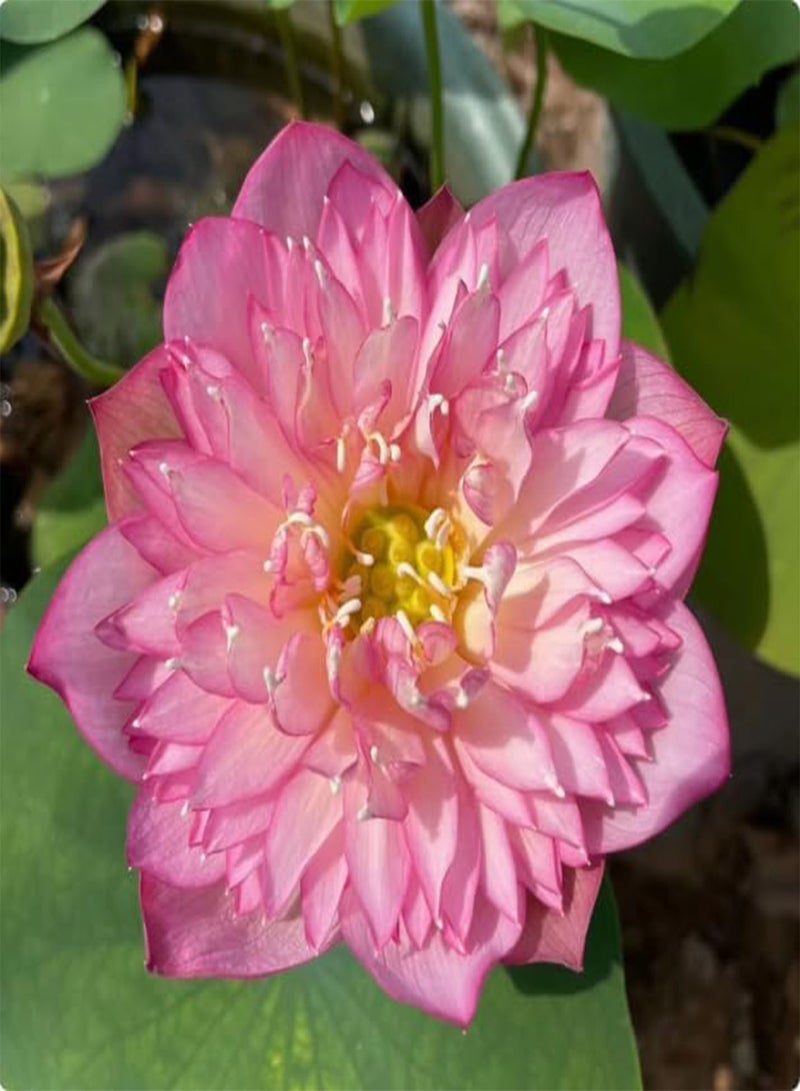 GGOOT Lotus Seeds, Lotus, Mixed Colors, Long Flowering Period, Sun-Resistant, Blooms When Exposed to Water,100 PCS  - Image 5