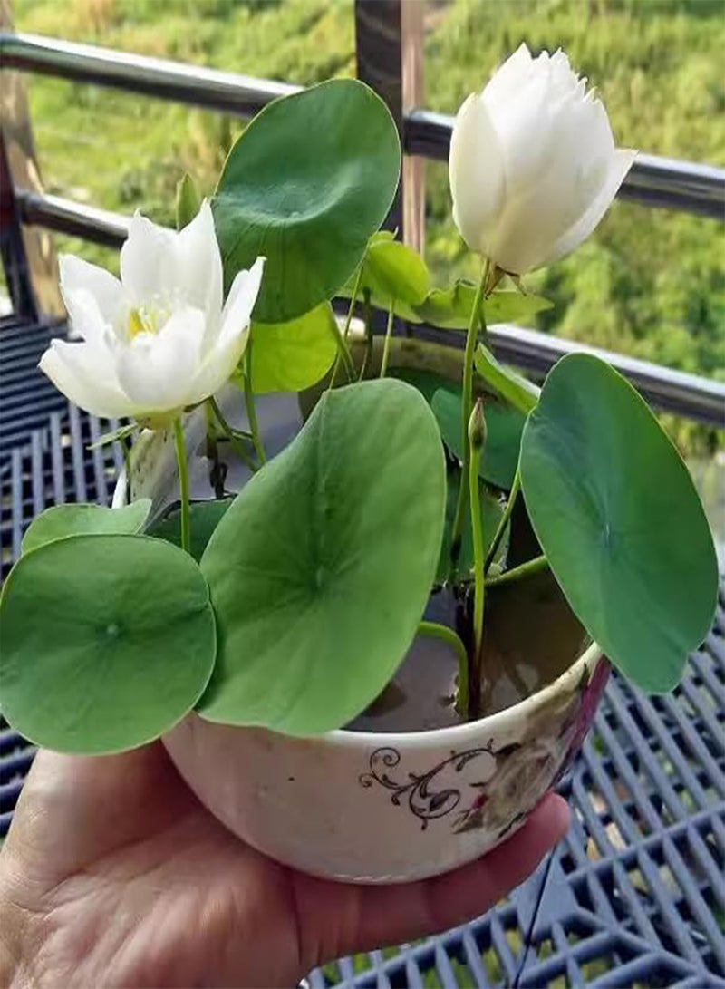 GGOOT Lotus Seeds, Lotus, Mixed Colors, Long Flowering Period, Sun-Resistant, Blooms When Exposed to Water,100 PCS  - Image 3