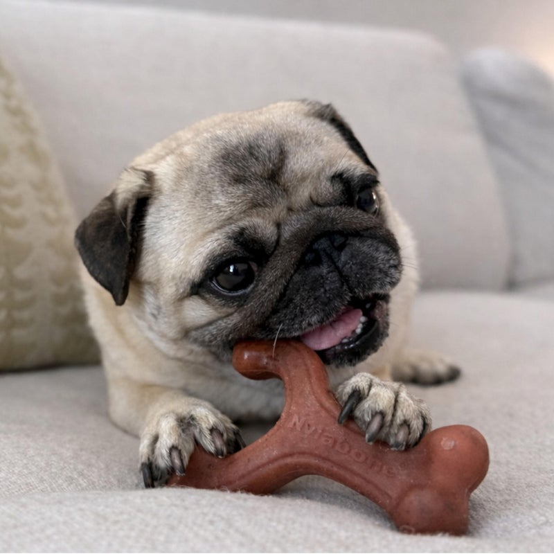 Nylabone Strong Chew Wishbone Dog Toy Made with Real Bacon, Durable Chew Toys for Aggressive Chewers, Long Lasting Dog Bone, Keeps Dogs Busy, Small Breeds - Up to 25 lbs - Image 5