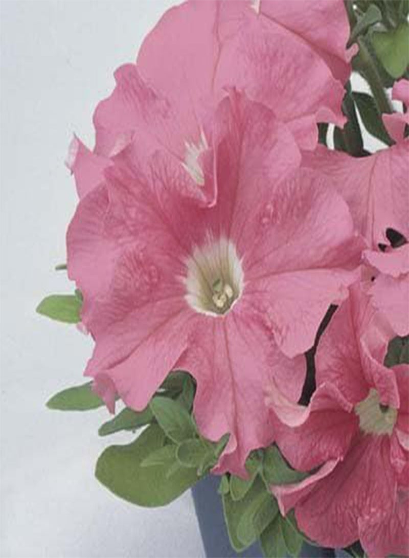 GGOOT Petunia-Single Ultra Salmon 200 Seeds