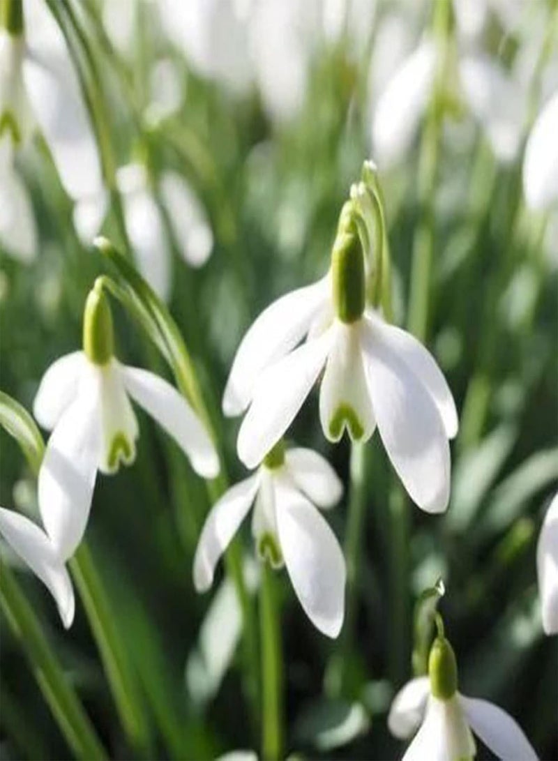 GGOOT seeds 200Pcs/Bag Snowdrop Galanthus Seeds Bell Flower Plant Seeds Easy to Grow - Image 2