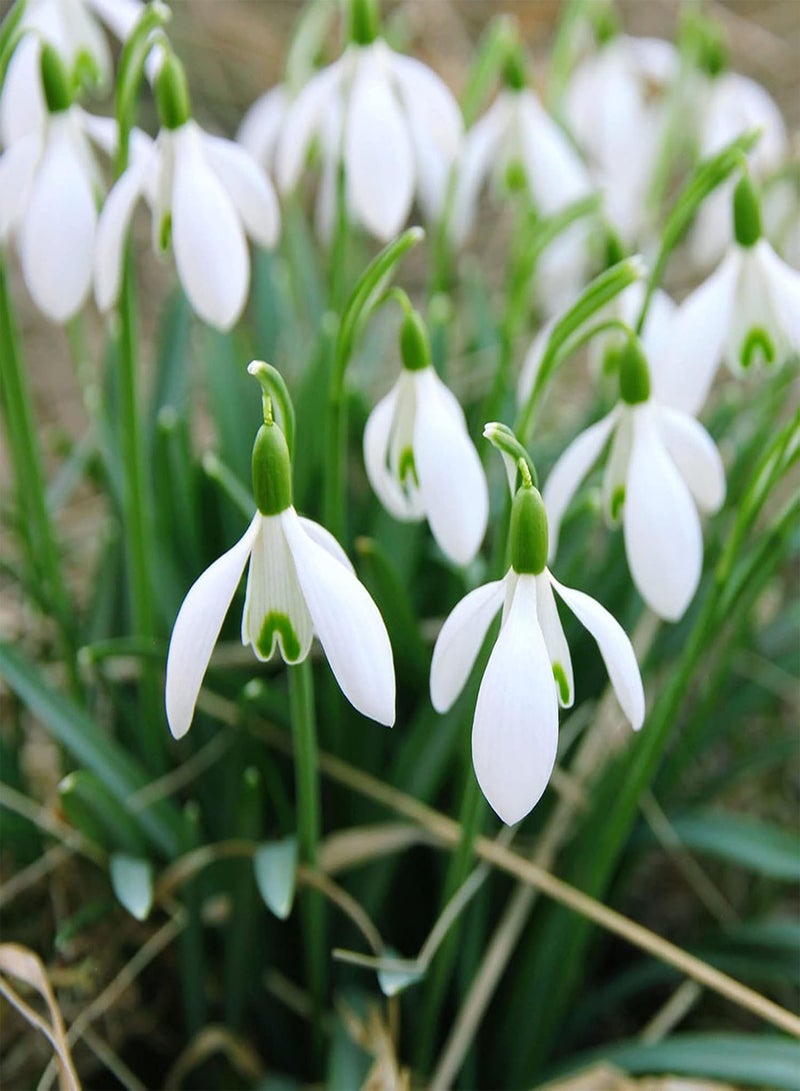 GGOOT seeds 200Pcs/Bag Snowdrop Galanthus Seeds Bell Flower Plant Seeds Easy to Grow - Image 3