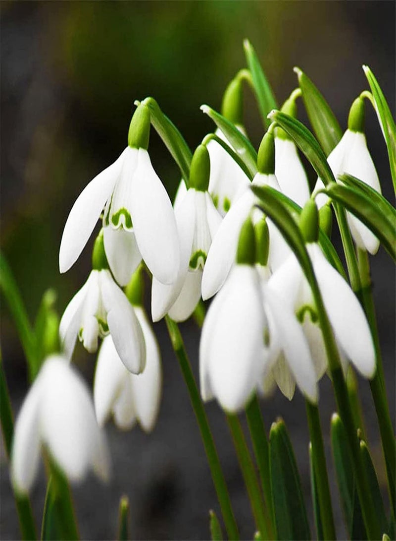 GGOOT seeds 200Pcs/Bag Snowdrop Galanthus Seeds Bell Flower Plant Seeds Easy to Grow - Image 4