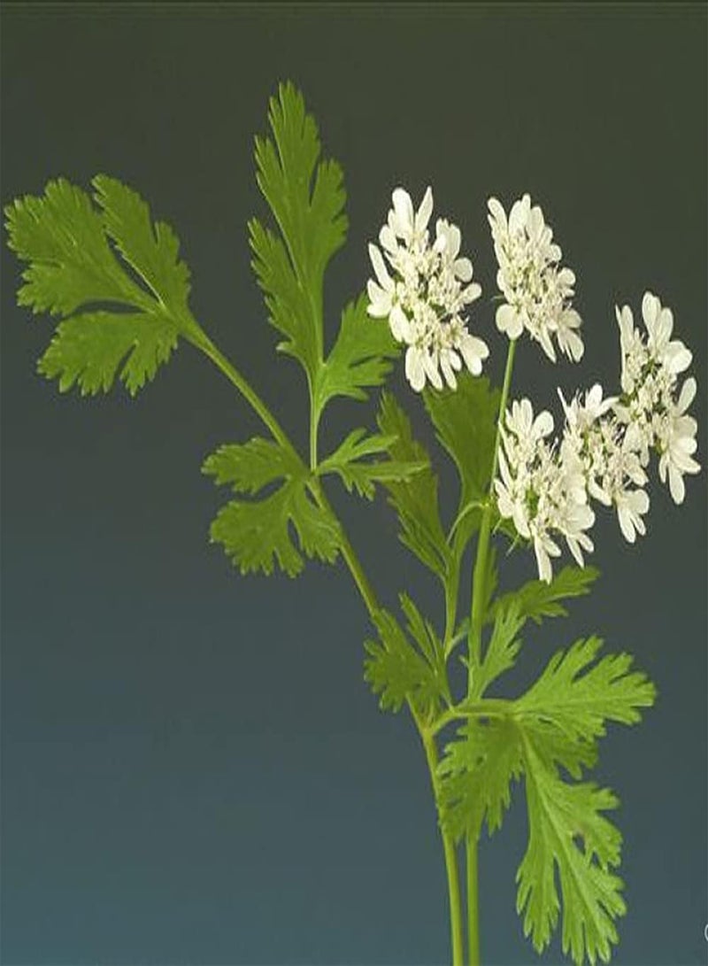 جي جوت 100 قطعة من بذور الكزبرة السنوية غير المعدلة وراثيًا ضرورية لتتبيل الأعشاب الخضراء والخضروات في المطبخ المحبوبة من قبل الناس - Image 3