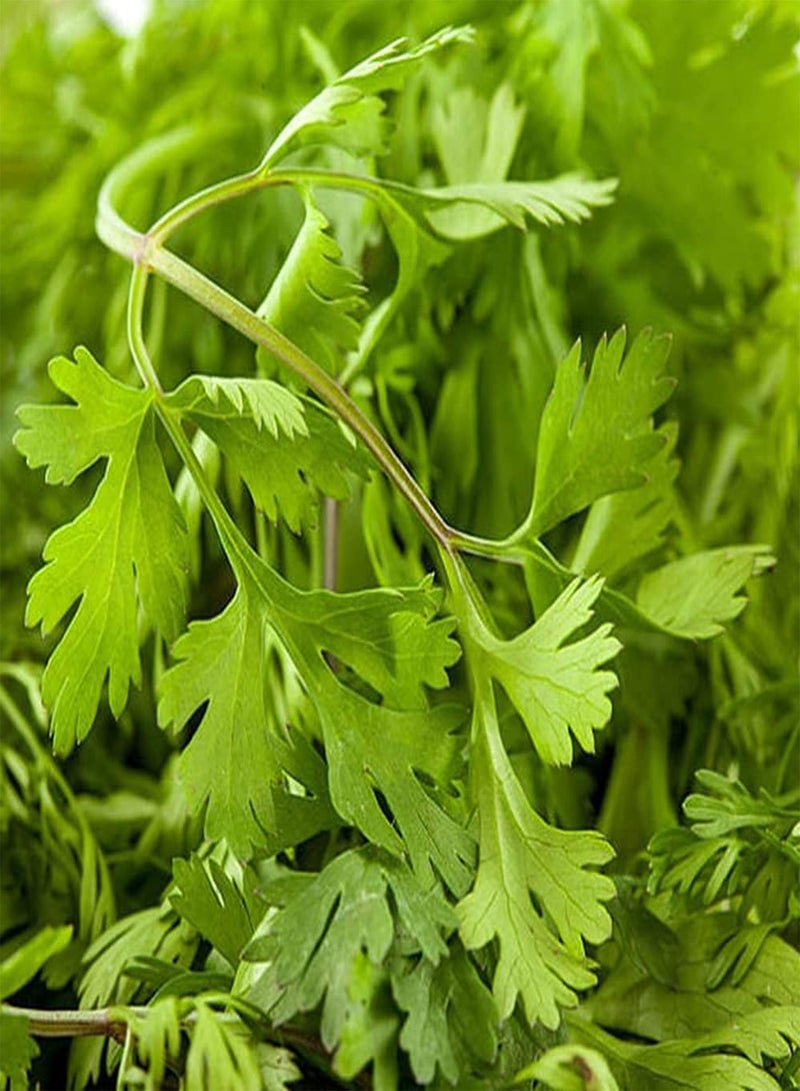 جي جوت 100 قطعة من بذور الكزبرة السنوية غير المعدلة وراثيًا ضرورية لتتبيل الأعشاب الخضراء والخضروات في المطبخ المحبوبة من قبل الناس - Image 1