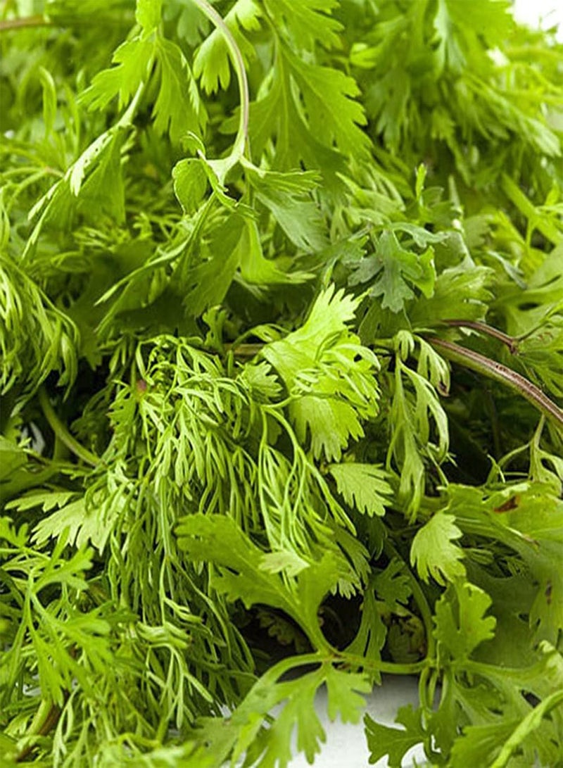 جي جوت 100 قطعة من بذور الكزبرة السنوية غير المعدلة وراثيًا ضرورية لتتبيل الأعشاب الخضراء والخضروات في المطبخ المحبوبة من قبل الناس - Image 2