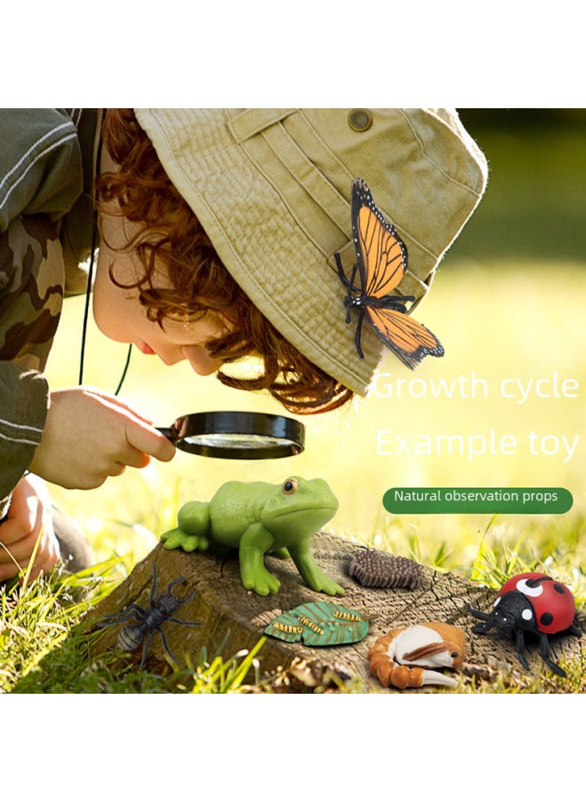 Generic - Realistic Simulation Animal Plant Models Toy Collection - Dinosaurs Dragons Unicorns Mermaids Sharks More-Color:PL127-2415 Duck Growth Cycle + Chinese Card + Color Box - Image 1