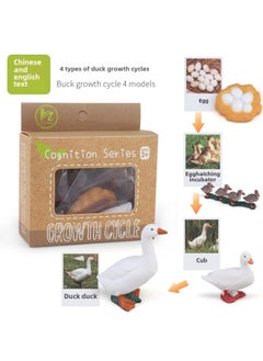 Realistic Simulation Animal Plant Models Toy Collection - Dinosaurs Dragons Unicorns Mermaids Sharks More-Color:PL127-2415 Duck Growth Cycle + Chinese Card + Color Box