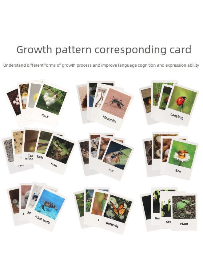Generic - Realistic Simulation Animal Plant Models Toy Collection - Dinosaurs Dragons Unicorns Mermaids Sharks More-Color:PL127-2415 Duck Growth Cycle + Chinese Card + Color Box - Image 1