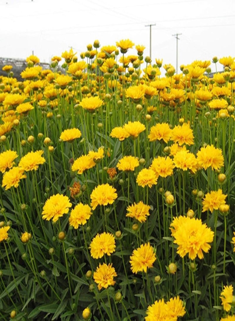 GGOOT 10 Bags Garden Seeds for Planting, Aesthetic Easy to Grow Colorful Mixed Flower Seeds for Yard Easy to Plant,Gardening,Home Decor - Mixed Flower Seeds - Image 4