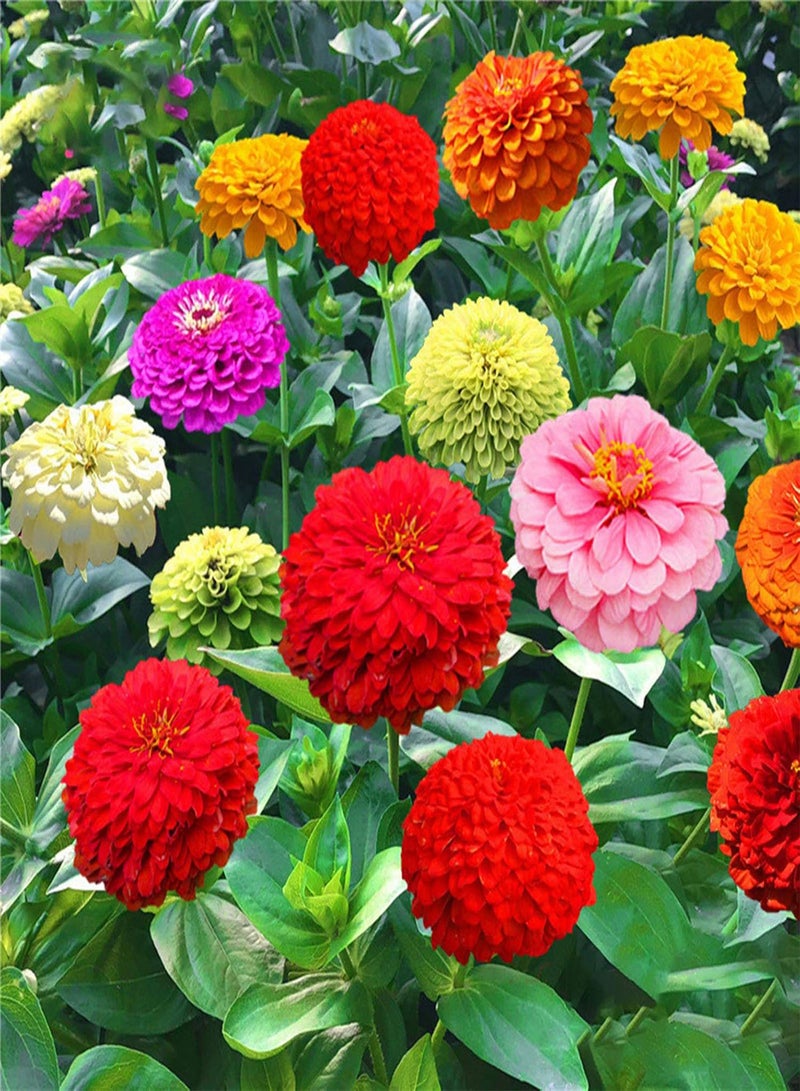 GGOOT 10 Bags Garden Seeds for Planting, Aesthetic Easy to Grow Colorful Mixed Flower Seeds for Yard Easy to Plant,Gardening,Home Decor - Mixed Flower Seeds - Image 3