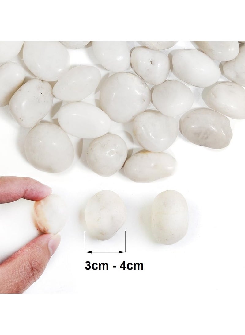 RR BRAND Decorative White Pebbles Polished Rocks Stones 3 to 4 CM 1.5KG for Aquarium Gravel,Fish Turtle Tank,Outdoor Indoor Succulents Plants Top Dressing,Graden Landscaping - Image 5