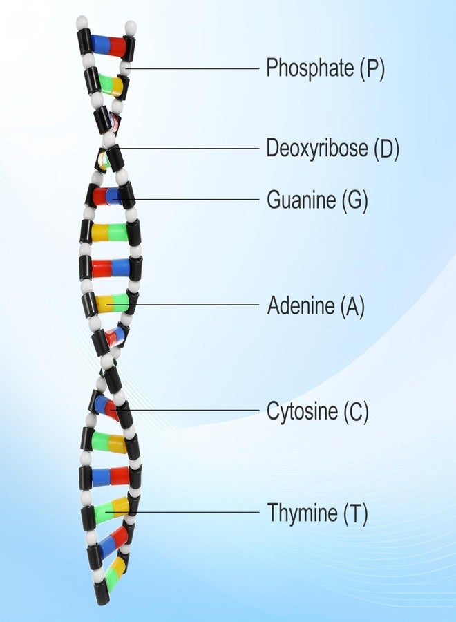 TOYANDONA DNA Model Kit, DNA Double Helix Structure Model DNA Double Helix Model for School Student Science Teaching Educational Learning - Image 3