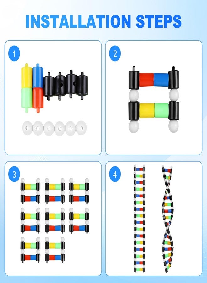 TOYANDONA DNA Model Kit, DNA Double Helix Structure Model DNA Double Helix Model for School Student Science Teaching Educational Learning - Image 5