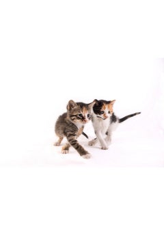 Hartz Powdered Kitten Milk Replacer Formula  11Oz  - Image 4