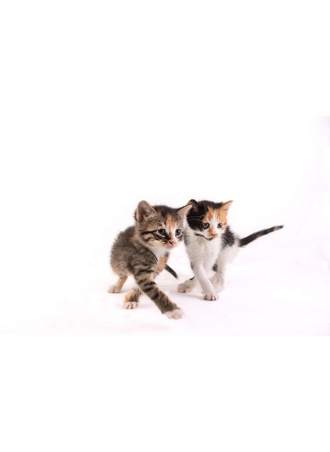 Hartz - Powdered Kitten Milk Replacer Formula  11Oz - Image 1