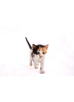 Hartz Powdered Kitten Milk Replacer Formula  11Oz  - Image 5