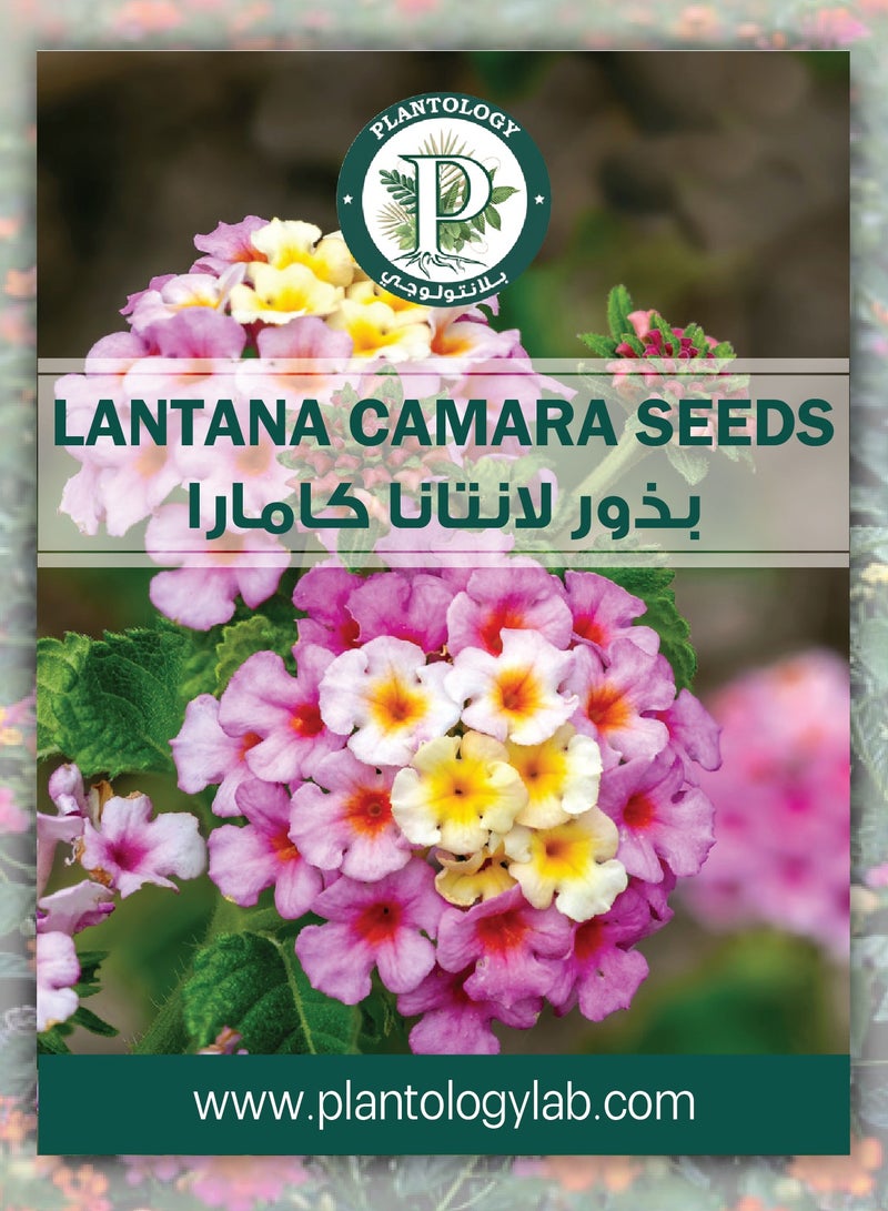 Lantana Camara Seeds - Flower Seeds for Planting - Image 1