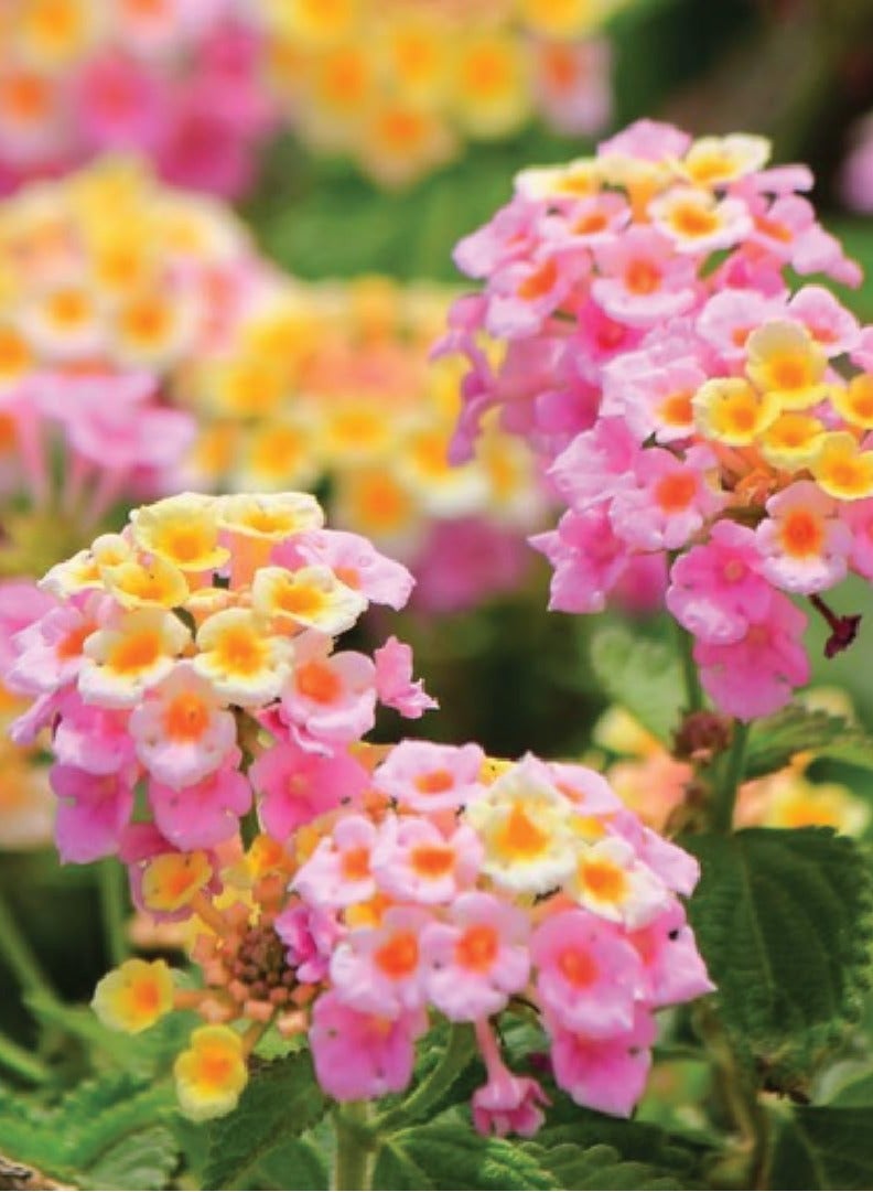 Lantana Camara Seeds - Flower Seeds for Planting - Image 2