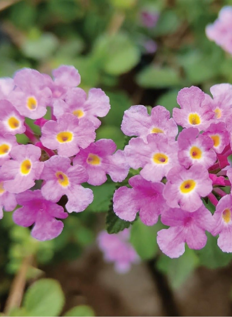 Lantana Camara Seeds - Flower Seeds for Planting - Image 2