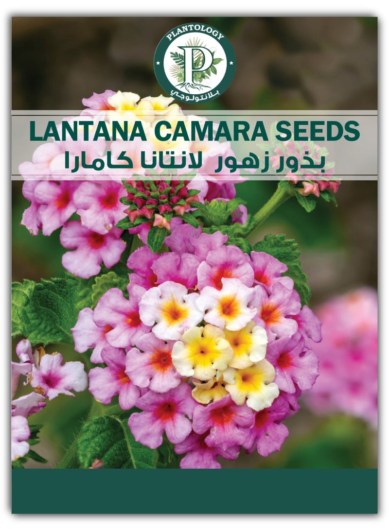 Lantana Camara Seeds - Flower Seeds for Planting - Image 1