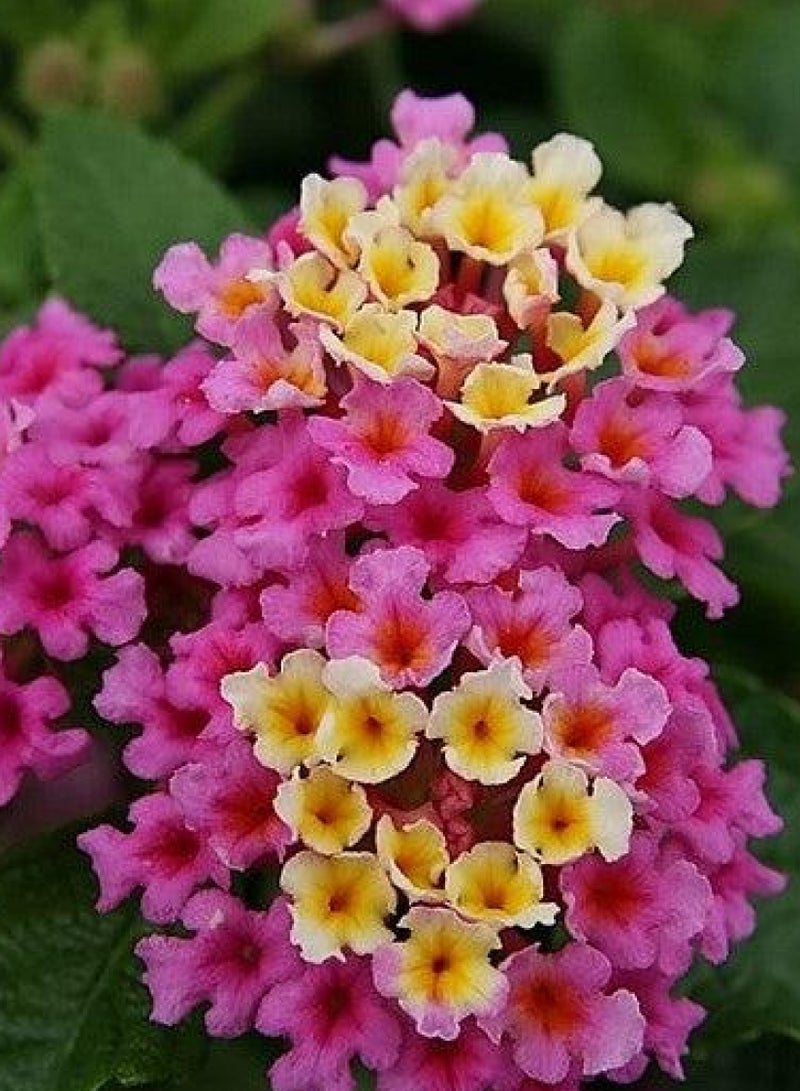 Lantana Camara Seeds - Flower Seeds for Planting - Image 3