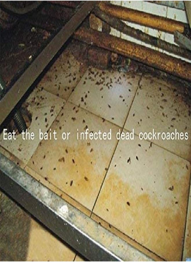 Generic - Highly Effective Cockroach Killer Bait Powder 6g - Image 1