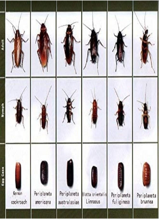 Generic - Highly Effective Cockroach Killer Bait Powder 6g - Image 1