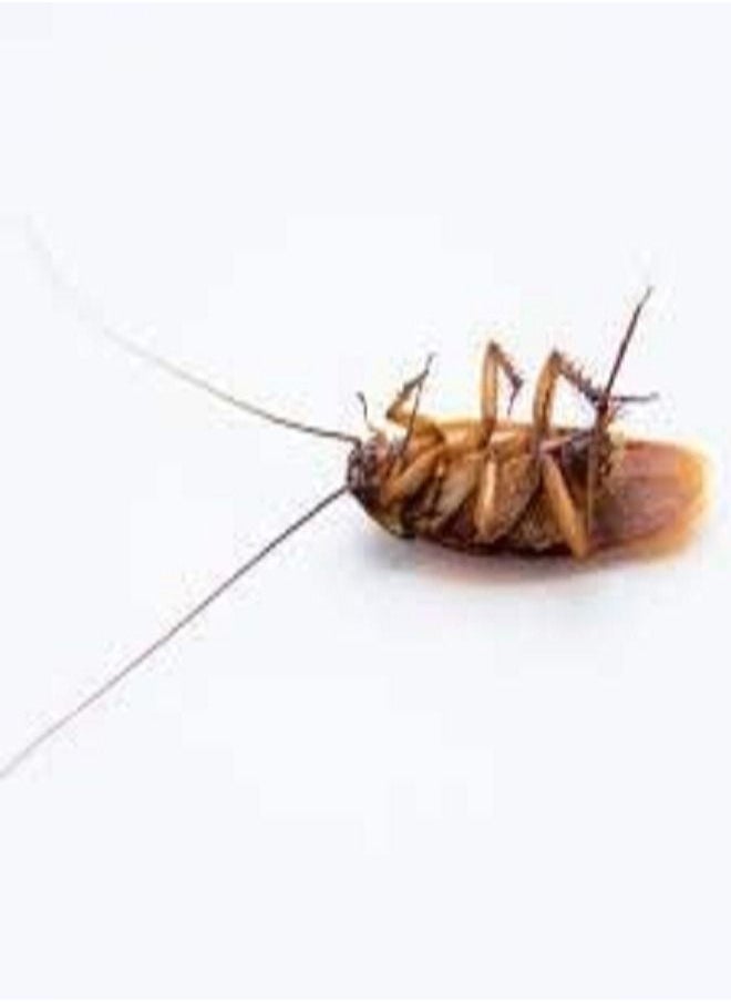 Generic - Highly Effective Cockroach Killer Bait Powder 6g - Image 1