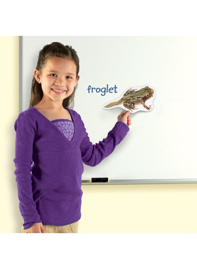 ليرننج ريسورسز موارد تعليمية: دورة حياة الضفدع المغناطيسي العملاق، مغناطيسات تعليمية ضخمة لتعلم العلوم، مورد تفاعلي في مجالات العلوم والتكنولوجيا والهندسة والرياضيات، للأعمار من 5 سنوات فما فوق - Image 4