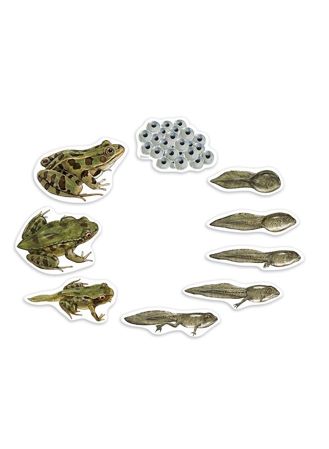 ليرننج ريسورسز موارد تعليمية: دورة حياة الضفدع المغناطيسي العملاق، مغناطيسات تعليمية ضخمة لتعلم العلوم، مورد تفاعلي في مجالات العلوم والتكنولوجيا والهندسة والرياضيات، للأعمار من 5 سنوات فما فوق - Image 1