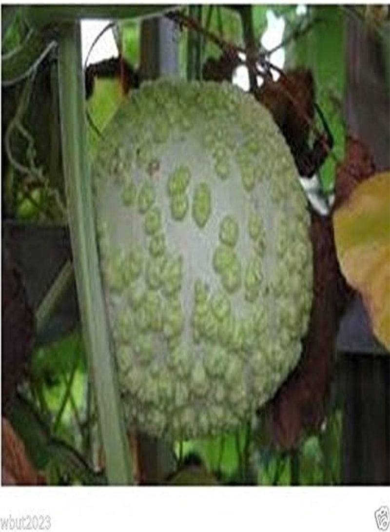 جي جوت بذور القرع، على شكل تفاحة، تنمو إلى حجم 9 × 12 بوصة، ويزن 4-7 أرطال. (25 بذرة) - Image 3