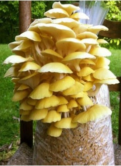100Pcs/Bag Oyster Mushroom Seeds Fast Growing Beautiful Yellow Easy Plant Garden Seeds for Home - Flower Seeds Vegetable Seeds Fruit Seeds Garden Plant Seeds for Planting