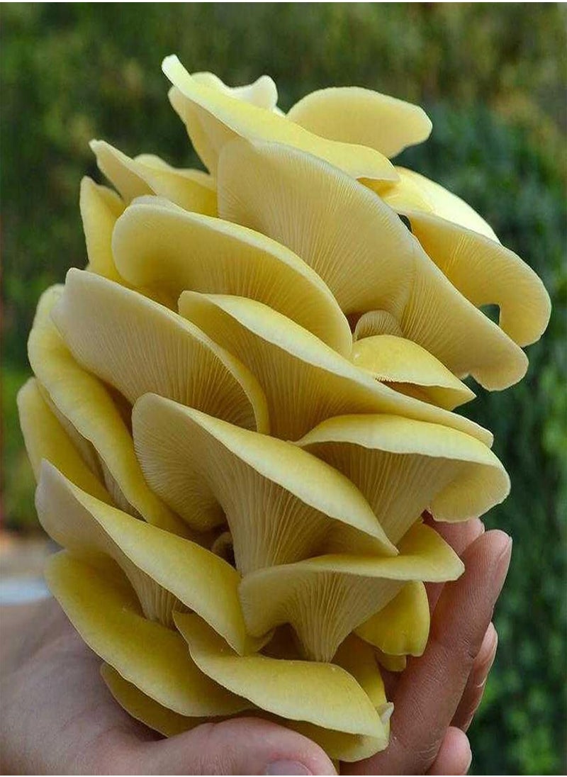 GGOOT - 100Pcs/Bag Oyster Mushroom Seeds Fast Growing Beautiful Yellow Easy Plant Garden Seeds for Home - Flower Seeds Vegetable Seeds Fruit Seeds Garden Plant Seeds for Planting - Image 1