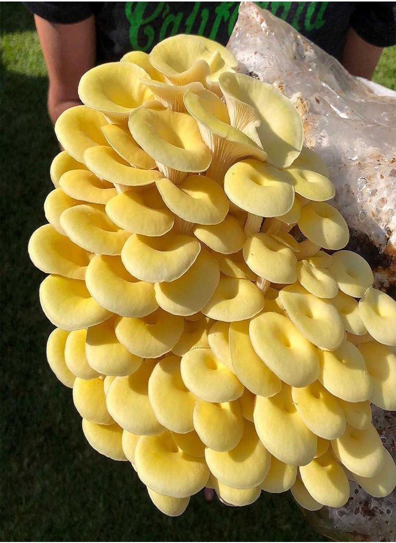 GGOOT - 100Pcs/Bag Oyster Mushroom Seeds Fast Growing Beautiful Yellow Easy Plant Garden Seeds for Home - Flower Seeds Vegetable Seeds Fruit Seeds Garden Plant Seeds for Planting - Image 1
