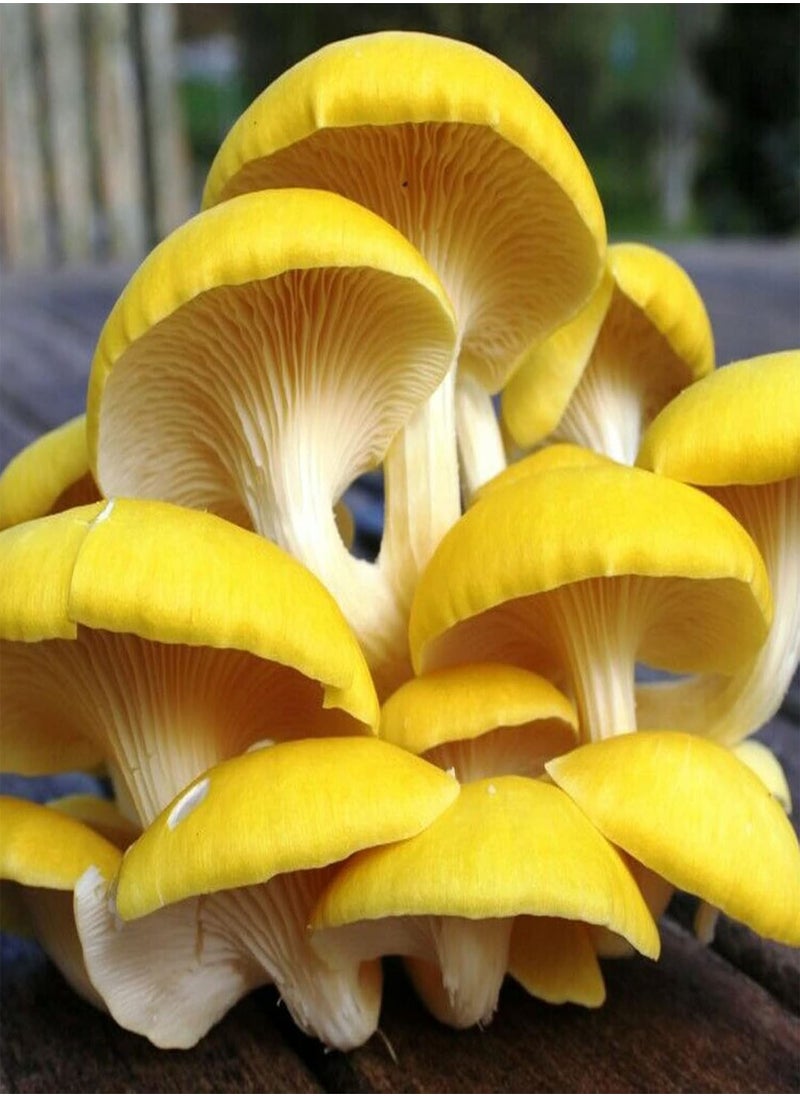 GGOOT - 100Pcs/Bag Oyster Mushroom Seeds Fast Growing Beautiful Yellow Easy Plant Garden Seeds for Home - Flower Seeds Vegetable Seeds Fruit Seeds Garden Plant Seeds for Planting - Image 1