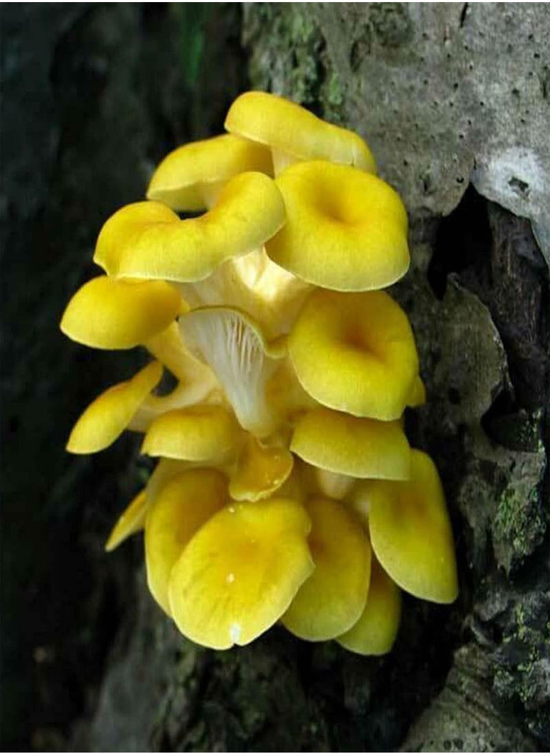GGOOT - 100Pcs/Bag Oyster Mushroom Seeds Fast Growing Beautiful Yellow Easy Plant Garden Seeds for Home - Flower Seeds Vegetable Seeds Fruit Seeds Garden Plant Seeds for Planting - Image 1