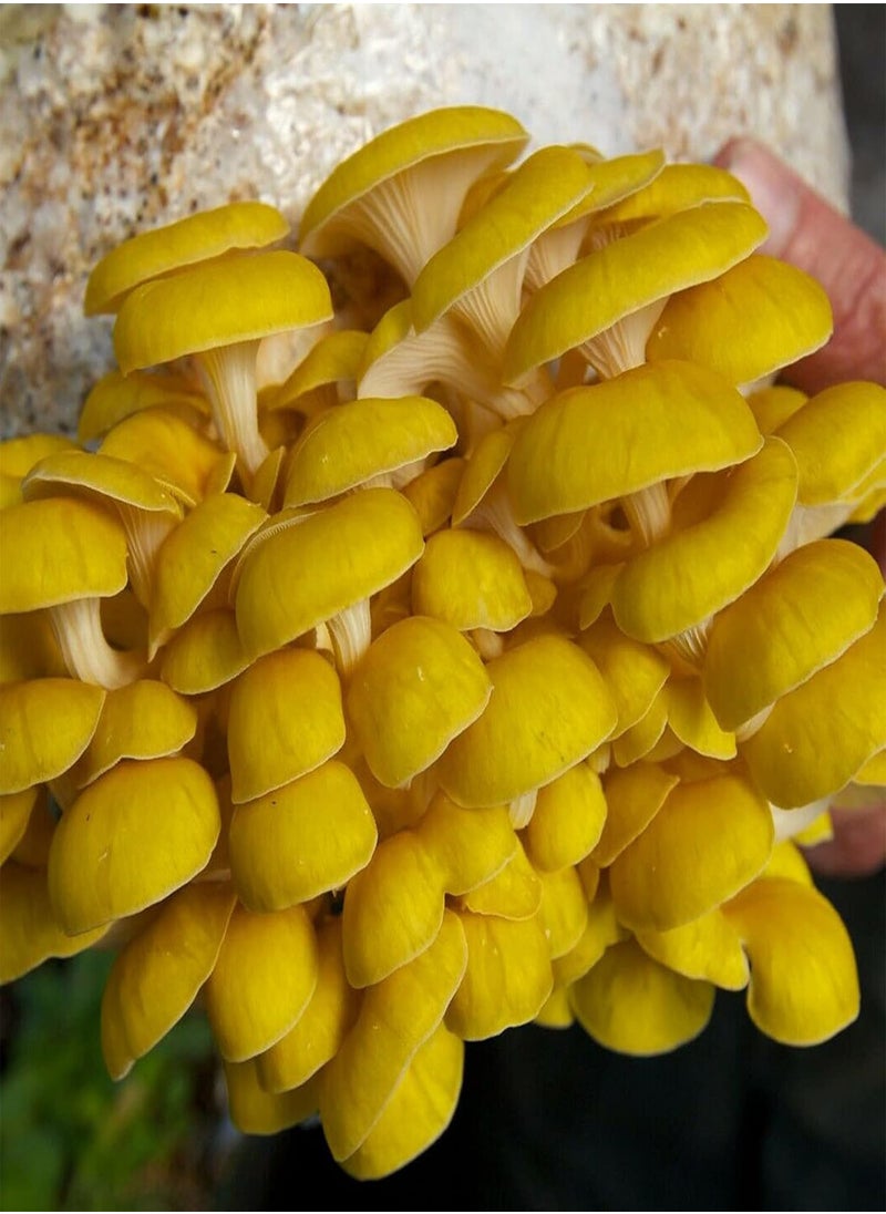 GGOOT - 100Pcs/Bag Oyster Mushroom Seeds Fast Growing Beautiful Yellow Easy Plant Garden Seeds for Home - Flower Seeds Vegetable Seeds Fruit Seeds Garden Plant Seeds for Planting - Image 1