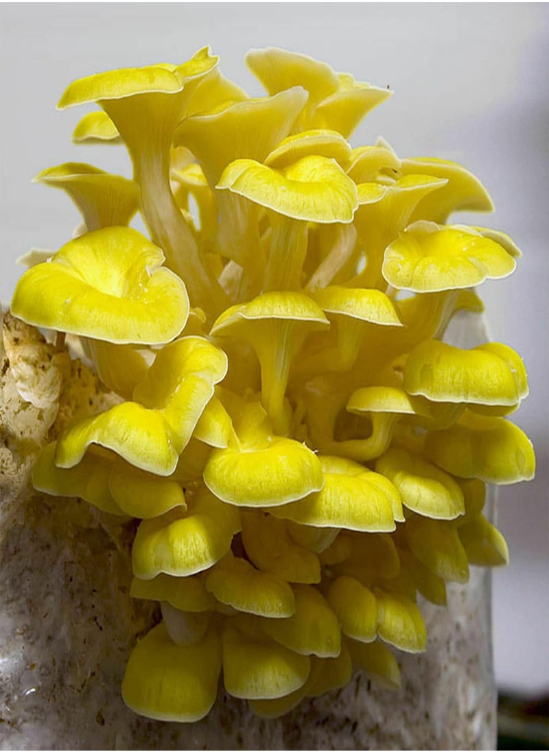 GGOOT - 100Pcs/Bag Oyster Mushroom Seeds Fast Growing Beautiful Yellow Easy Plant Garden Seeds for Home - Flower Seeds Vegetable Seeds Fruit Seeds Garden Plant Seeds for Planting - Image 1