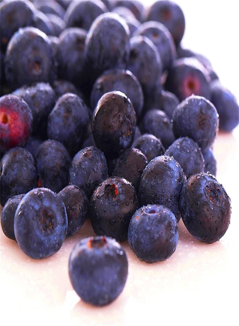 GGOOT Rare Growing Blueberry Seeds Fruit Seeds for Planting Perennial Seeds for Planting Outdoors New England WildFruit Seeds-100pcs - Image 1