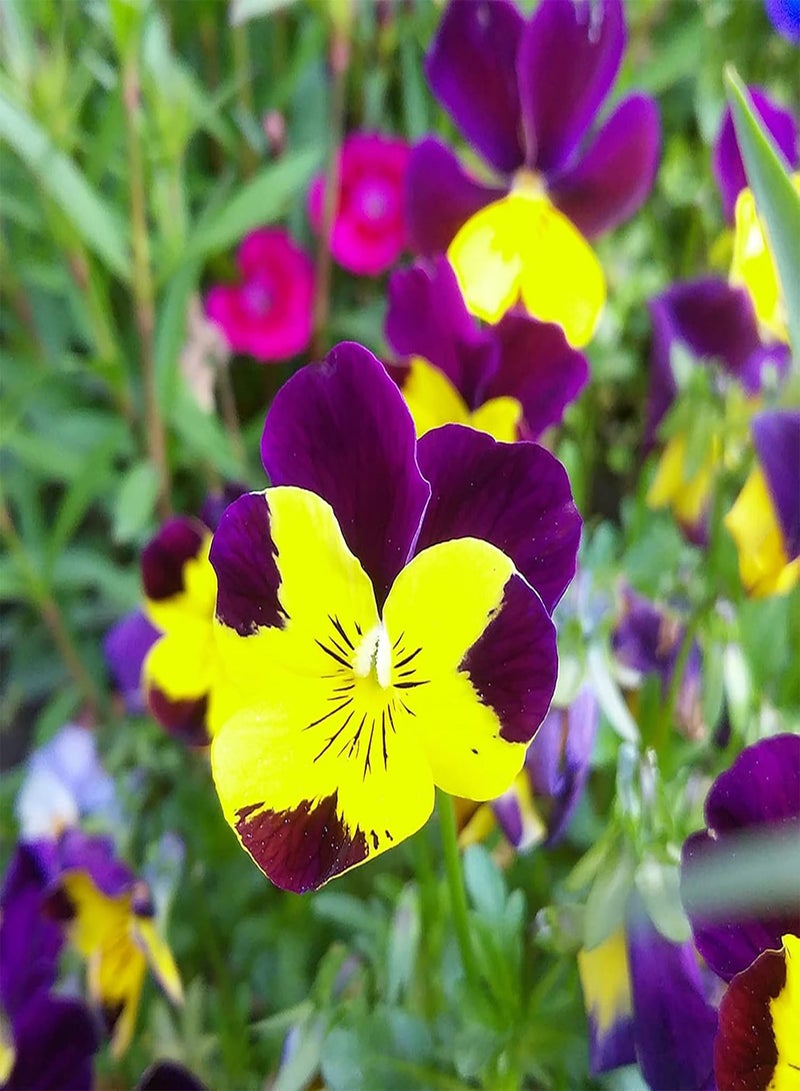 GGOOT Flower Seeds,300Pcs/Bag Viola Tricolor Seeds Good Harvest Productive Fast Growing Excellent Producing Plant Seeds for Balcony Multicolor - Image 5