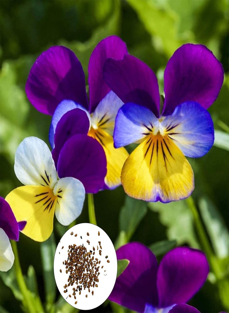 GGOOT Flower Seeds,300Pcs/Bag Viola Tricolor Seeds Good Harvest Productive Fast Growing Excellent Producing Plant Seeds for Balcony Multicolor - Image 1
