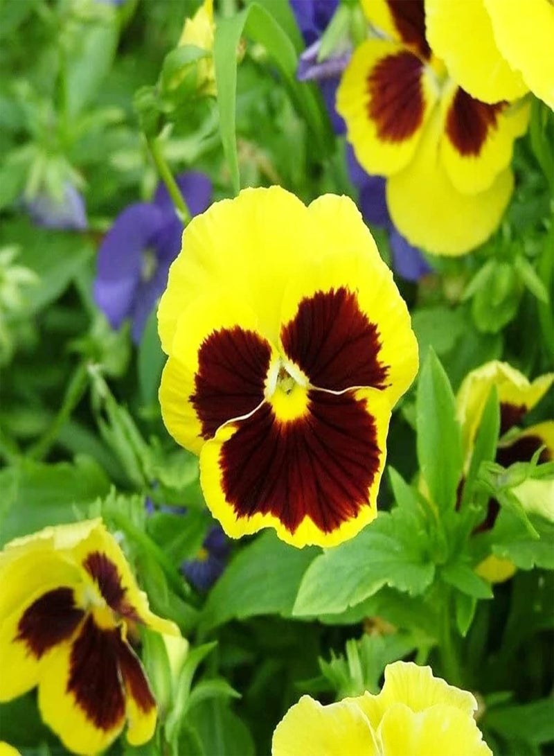 GGOOT Flower Seeds,300Pcs/Bag Viola Tricolor Seeds Good Harvest Productive Fast Growing Excellent Producing Plant Seeds for Balcony Multicolor - Image 4