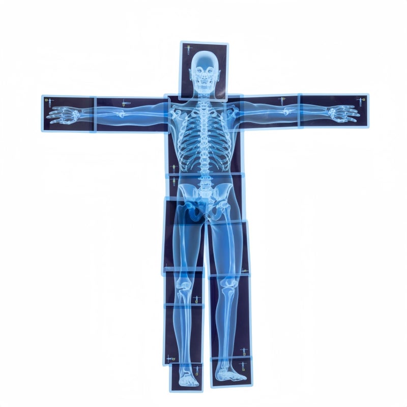 Odoorgames 21 Pieces XRay Sets of Human Skeleton Human Nerves Human Blood Vessels and Human Lymphatic Xray for Light Table - Image 4