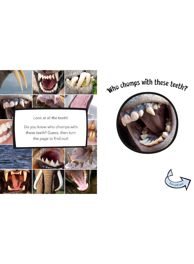 Who Chomps With These Teeth?  - Image 2
