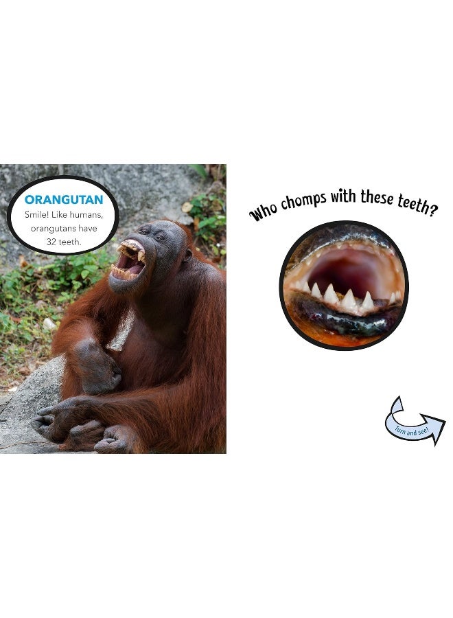 Who Chomps With These Teeth?  - Image 3