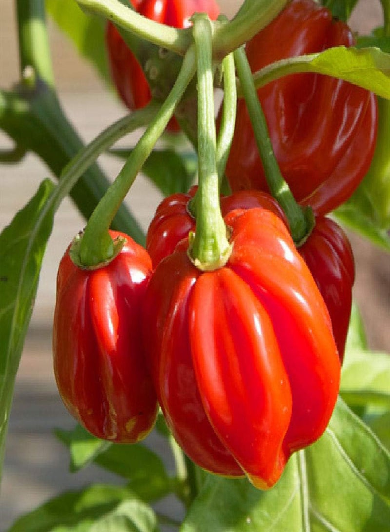 GGOOT - 10 x Scotch Bonnet Red Chili Hot Pepper Vegetable Seeds - Image 1