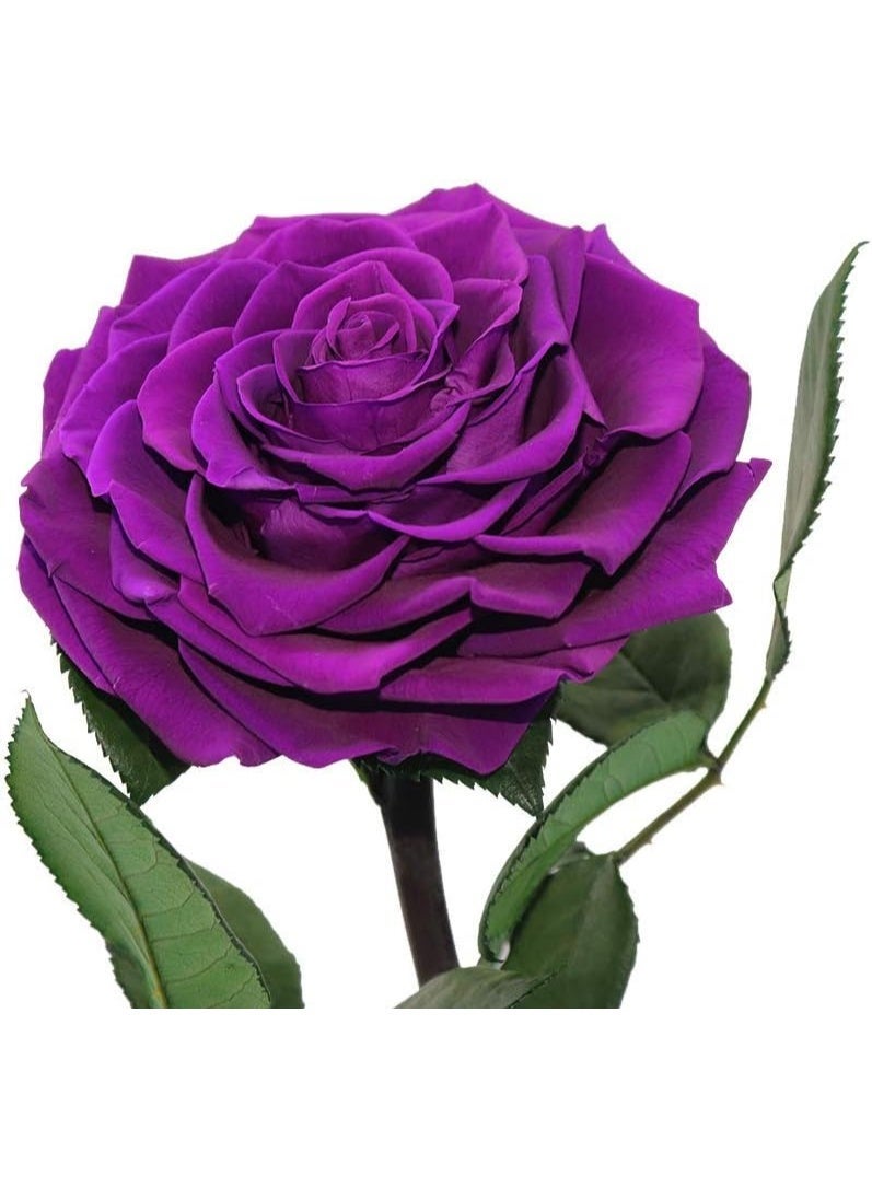 Festive Gallery Handmade Preserved Rose Forever Never Withered Flowers,Gift for Wedding,Anniversary,Birthday, Mother's Day Gift, Best Gift for Her Rose (Single Rose, PURPLE) 14x22cm - Image 2