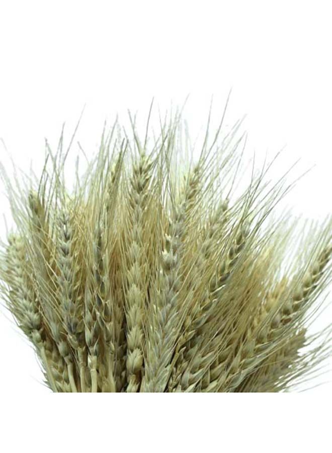 FANCY FLOWERS Natural Dried Multi-Coloured Wheat Grass Bouquet Bundle (50, Natural) - Image 2