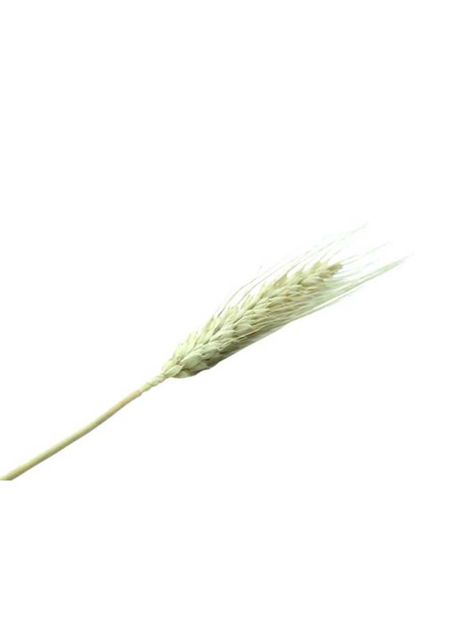 FANCY FLOWERS Natural Dried Multi-Coloured Wheat Grass Bouquet Bundle (50, Natural) - Image 3